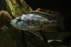 Nimbochromis livingstoni