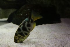 Nimbochromis Venustus