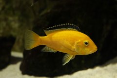 Labidochromis caeruleus