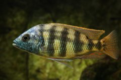 Protomelas johnstoni solo