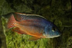 Protomelas taeniolatus red empress