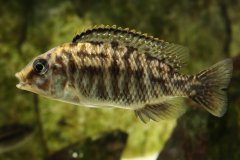 Protomelas taeniolatus fire blue lupingu