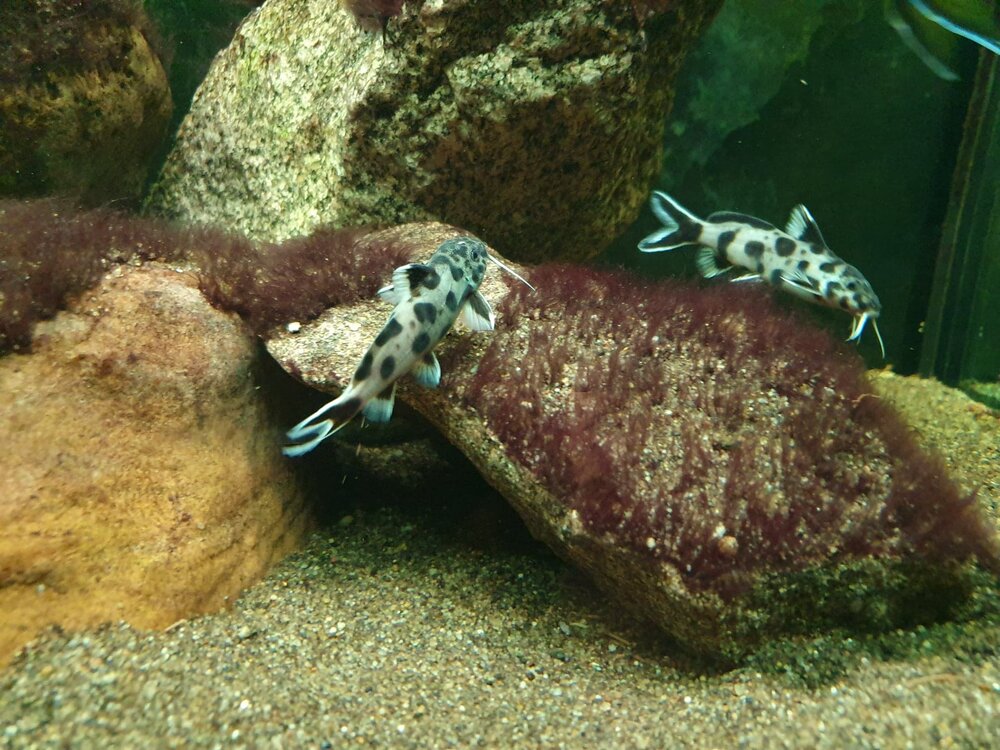 synodontis polli white.jpg