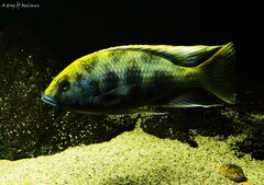 Nimbochromis venustus