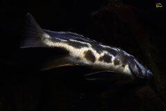Nimbochromis livingstonii