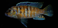 metriaclima zebra chizumulu