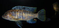 metriaclima zebra chizumulu