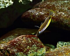 Cynotilapia aurifrons Nkhata Bay