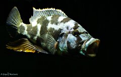 Nimbochromis livingstonii