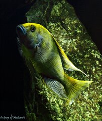 Nimbochromis venustus