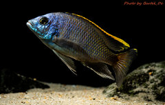 Więcej informacji o „Placidochromis sp. "blue otter"”