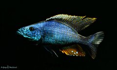 Dimidiochromis compressiceps