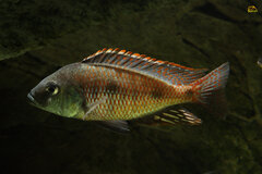 Otopharynx Tetrastigma