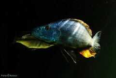 Dimidiochromis compressiceps