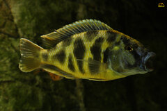 Nimbochromis venustus