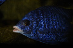 Placidochromis Phenochilus Mdoka White Lips