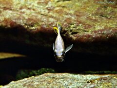 Cynotilapia aurifrons Nkhata Bay