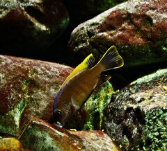 Cynotilapia aurifrons Nkhata Bay