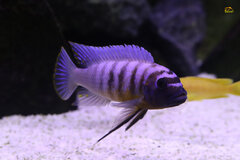 Metriaclima fainzilberi nkanda yellow chin