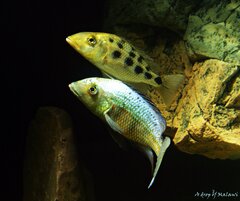 Fossorochromis rostratus