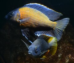 Copadichromis Borleyi "Kadango"