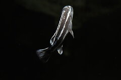 Pseudotropheus Cyaneorhabdos Maingano