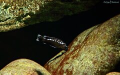 Pseudotropheus interruptus Chiwi Rocks