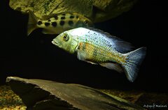 Fossorochromis rostratus