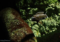 Więcej informacji o „Pseudotropheus interruptus Chiwi Rocks”