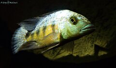 Fossorochromis rostratus