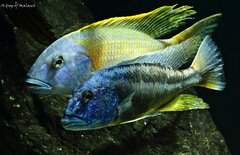 Aristochromis christyi i Buccochromis rhoadesii yellow