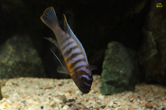Metriaclima Fainzilberi Nkanda yellow chin