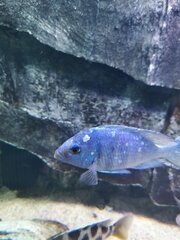 Placidochromis Phenochilus Tanzania