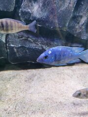 Placidochromis Phenochilus Tanzania