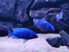 Placidochromis Phenochilus Tanzania