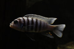 Metriaclima Zebra Chilubma Maisoni Reef