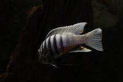 Metriaclima Zebra Chilubma Maisoni Reef