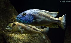 Aristochromis christyi