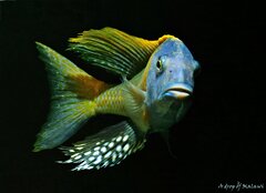 Więcej informacji o „Buccochromis rhoadesii yellow”