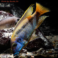 Więcej informacji o „Mylochromis sp."lateristriga makanjila" Hai Reef”