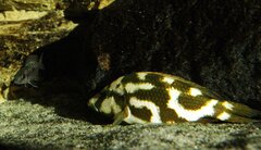 Nimbochromis livingstonii samiec 15cm