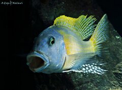 Więcej informacji o „Buccochromis rhoadesii yellow”