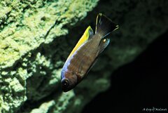 Cynotilapia aurifrons Nkhata Bay