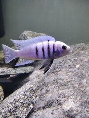 Cynotilapia sp. 'hara' Gallireya Reef