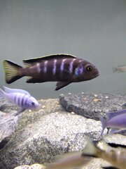 Metriaclima sp. 'elongatus chewere' Chewere