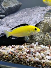 Labidochromis caeruleus