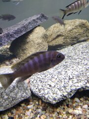 Cynotilapia zebroides 'Likoma Island' red top