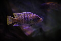 Metriaclima zebra chizumulu chiwi rock MC