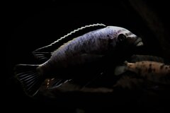 Metriaclima Msobo Magunga