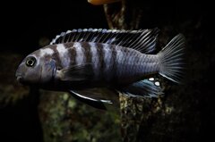 Chindongo Saulosi
